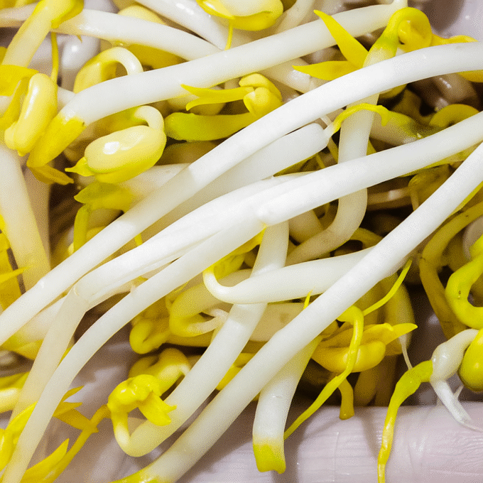 How to Sprout Mung Beans