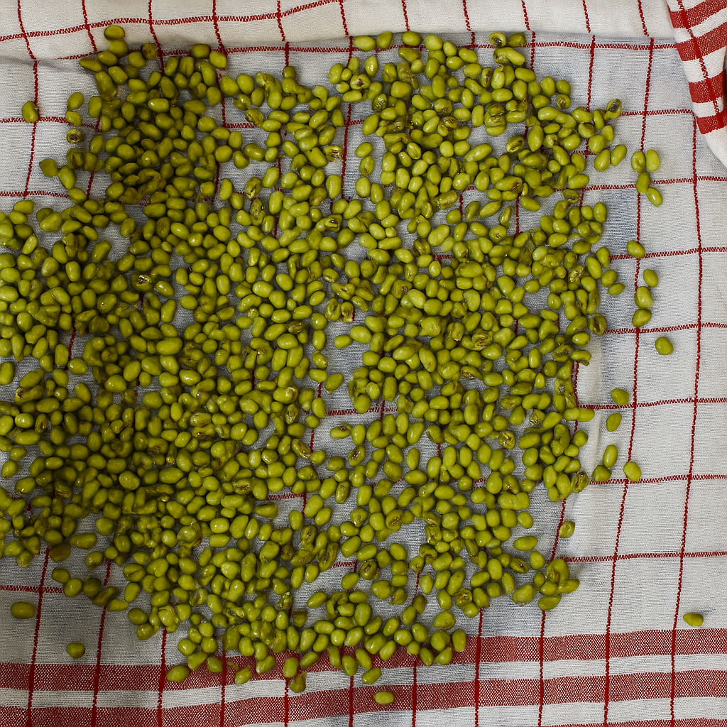20250731 1158 Mung Beans Drying remix 01k1g22792eja8b07mxjjzbkva 1